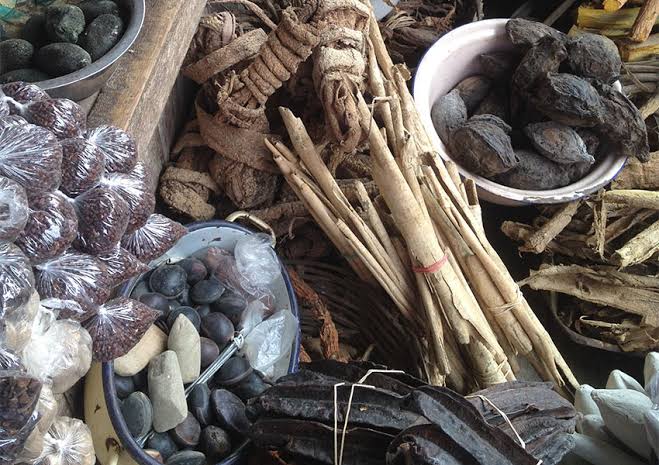 Plantes médicinales traditionnelles